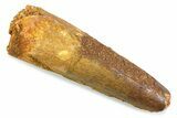 Fossil Spinosaurus Tooth - Feeding Worn Tip #374010-1